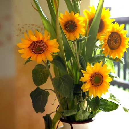 Pensión Haus Sonneck 4*