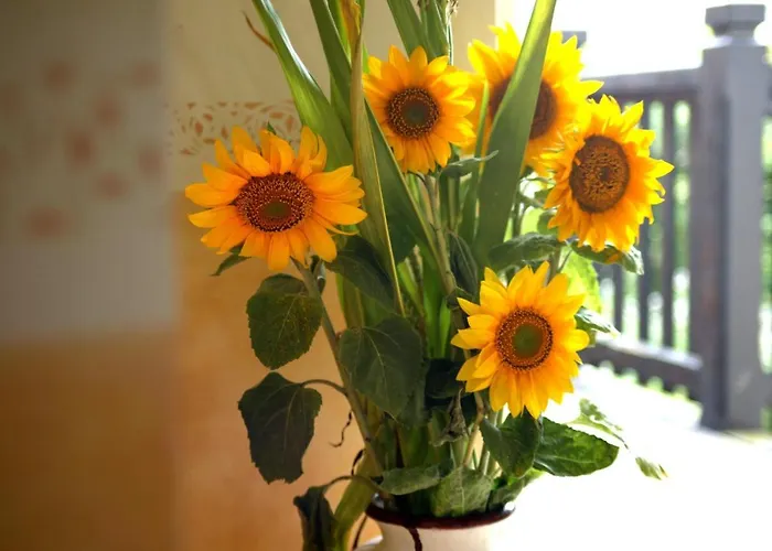 ゲストハウス Haus Sonneck 4*